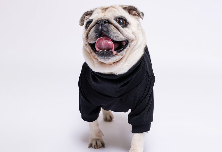 Black Maza Dog Sweater - Image 3